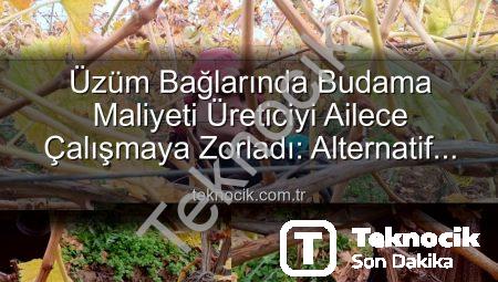 Üzüm Bağlarında Budama Maliyeti Üreticiyi Ailece Çalışmaya Zorladı: Alternatif Çözümler ve Ekonomik Etkiler