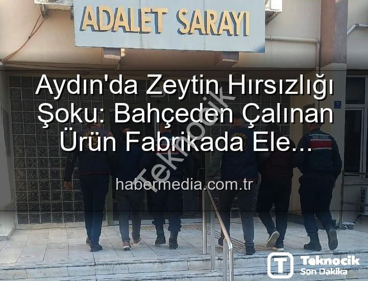 zeytin hırsızlığı - Bahçeden Çalınan Zeytinler Fabrikada Bulundu: Hırsızlık Şüphelileri Yakalandı