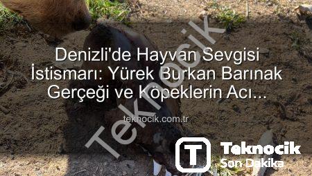 Denizli’de Hayvan Sevgisi İstismarı: Yürek Burkan Barınak Gerçeği ve Köpeklerin Acı Tükenişi