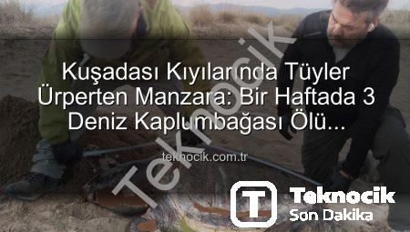 Kuşadası Kıyılarında Tüyler Ürperten Manzara: Bir Haftada 3 Deniz Kaplumbağası Ölü Bulundu!