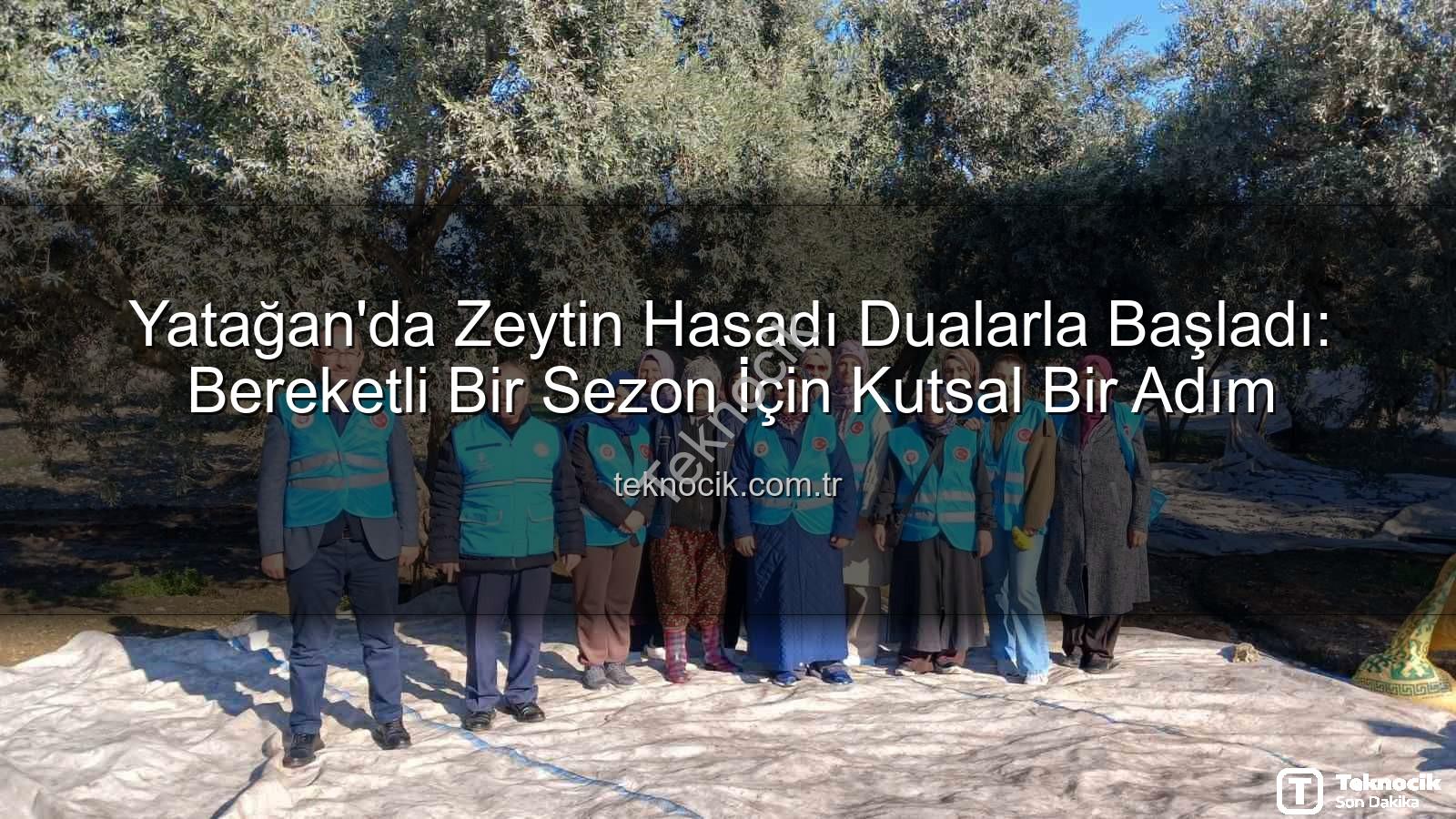 Yatağan zeytin hasadı - Yatağan'da Zeytin Hasadı Dualarla Başladı: Bereketli Bir Sezon İçin Kutsal Bir Adım
