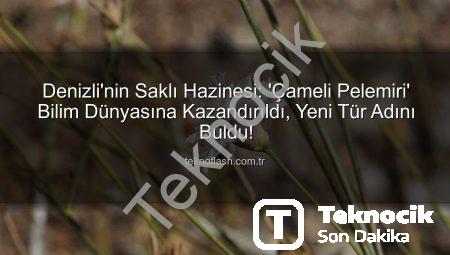 Bilim Dünyası Keşfetti: Çameli’nden Yeni Bir Bitki Türü ‘Çameli Pelemiri’ Tanıtıldı
