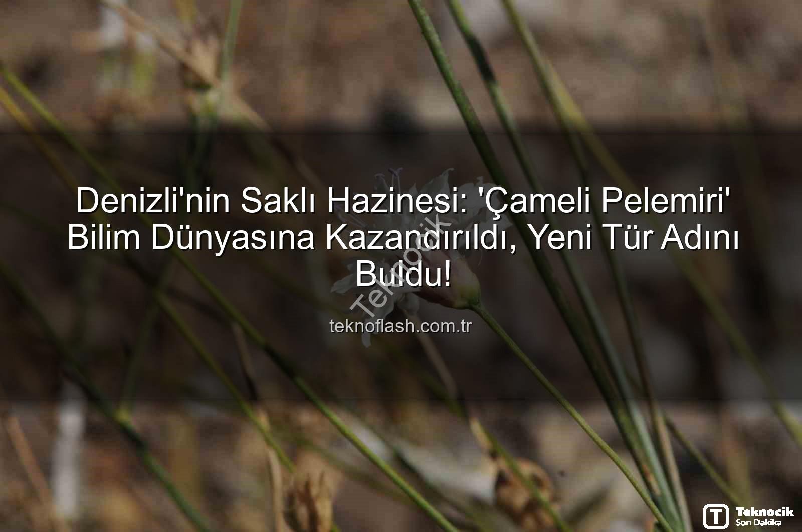 Çameli pelemiri - Bilim Dünyası Keşfetti: Çameli'nden Yeni Bir Bitki Türü 'Çameli Pelemiri' Tanıtıldı