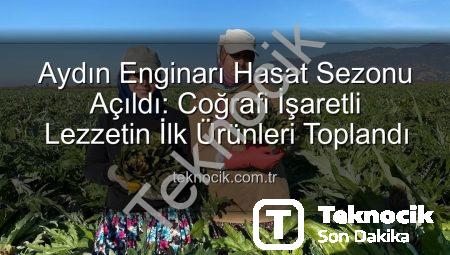 Aydın Enginarı Hasat Sezonu Açıldı: Coğrafi İşaretli Lezzetin İlk Ürünleri Toplandı