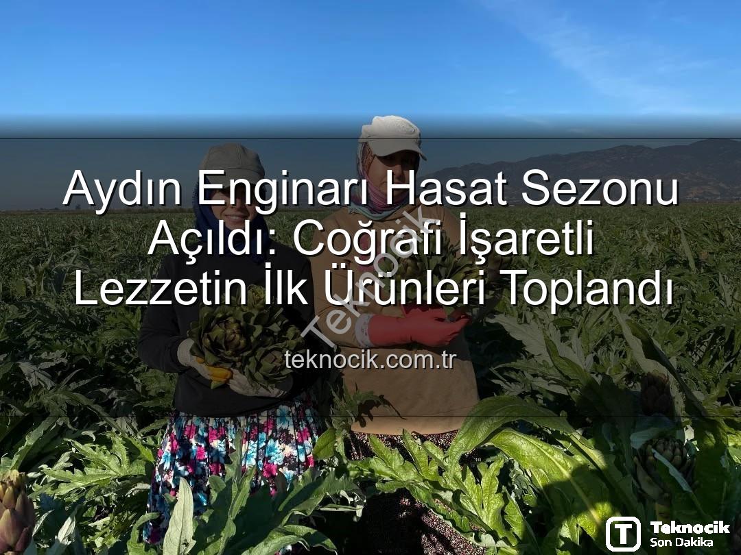 Aydın Enginarı - Aydın Enginarı Hasat Sezonu Açıldı: Coğrafi İşaretli Lezzetin İlk Ürünleri Toplandı
