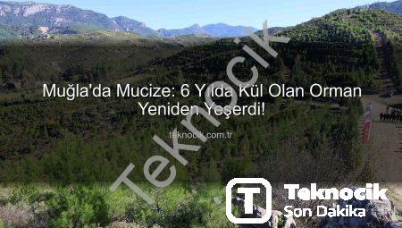 Muğla’da Mucize: 6 Yılda Kül Olan Orman Yeniden Yeşerdi!