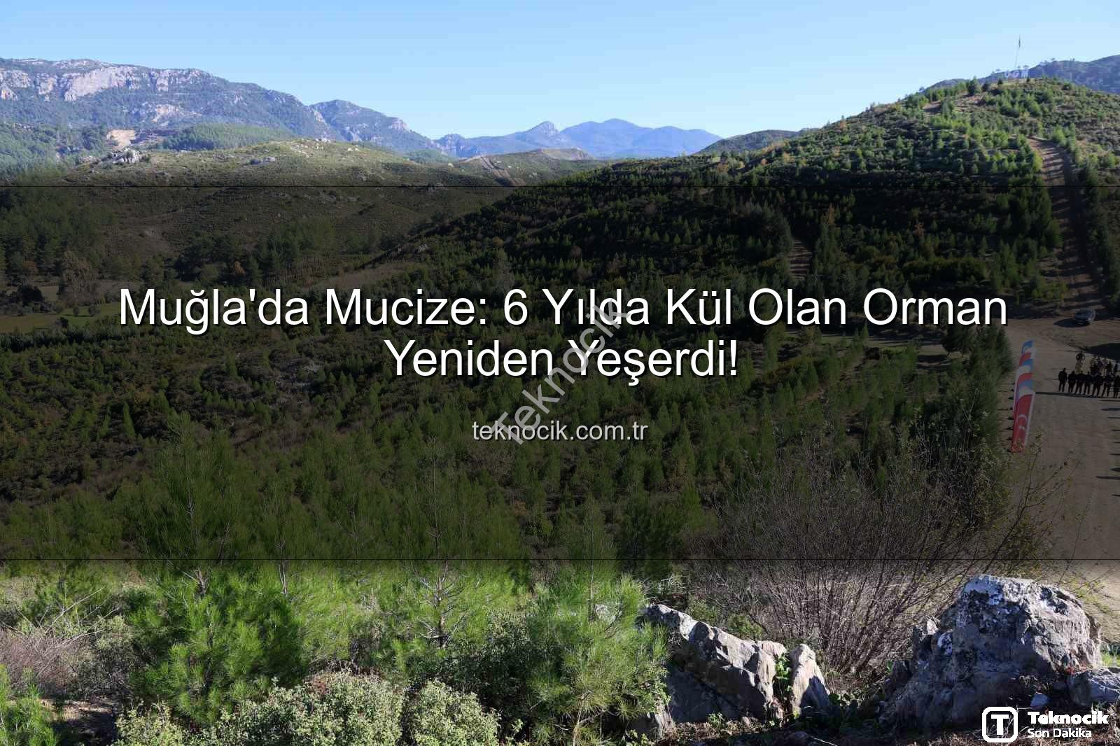 orman yangınları sonrası ağaçlandırma - Muğla'da Mucize: 6 Yılda Kül Olan Orman Yeniden Yeşerdi!