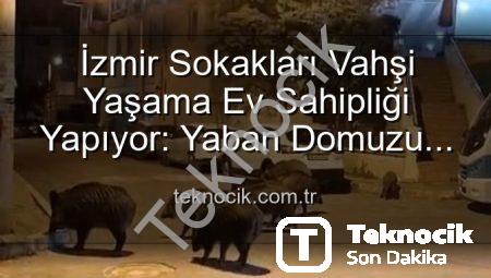 İzmir Sokakları Vahşi Yaşama Ev Sahipliği Yapıyor: Yaban Domuzu Sürüleri Şehirde!