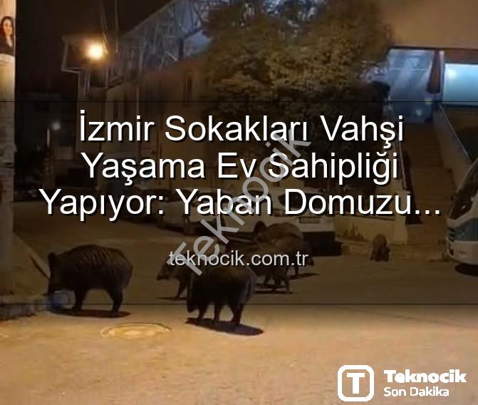 yaban domuzu - İzmir Sokakları Vahşi Yaşama Ev Sahipliği Yapıyor: Yaban Domuzu Sürüleri Şehirde!